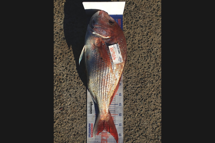 Rodney Niven caught this 57.0cm Snapper at Wellington during The Hirepool Baitmates Fishing Comp