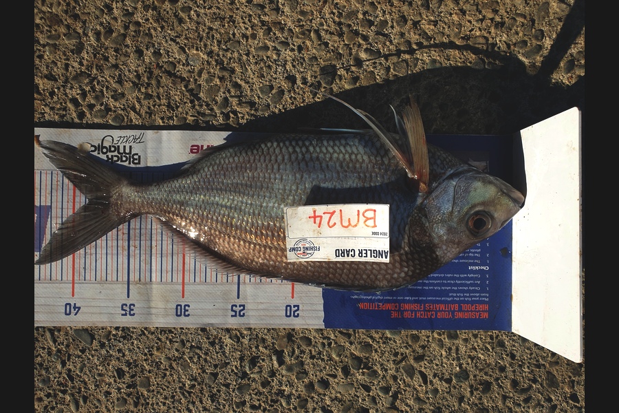 Rodney Niven caught this 38.5cm Tarakihi at Wellington during The Hirepool Baitmates Fishing Comp