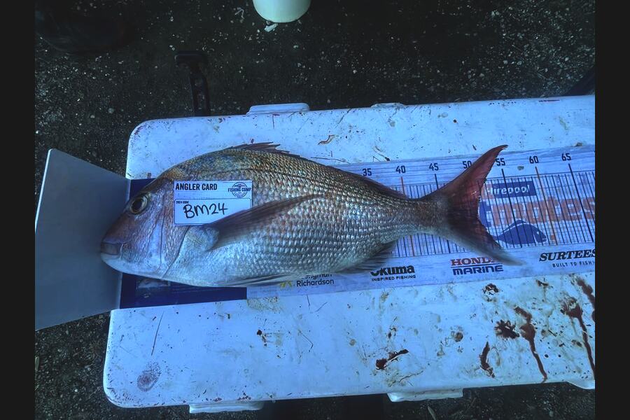 Wayne Busby caught this 49.5cm Snapper at Taranaki during The Hirepool Baitmates Fishing Comp