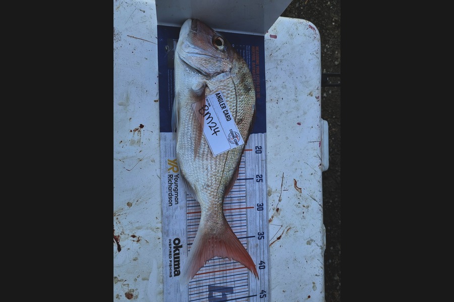 Nathan  Busby caught this 37.5cm Snapper at Taranaki during The Hirepool Baitmates Fishing Comp