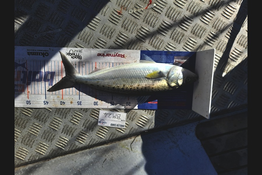 Andrew Stanford caught this 39.0cm Kahawai at Northland during The Hirepool Baitmates Fishing Comp