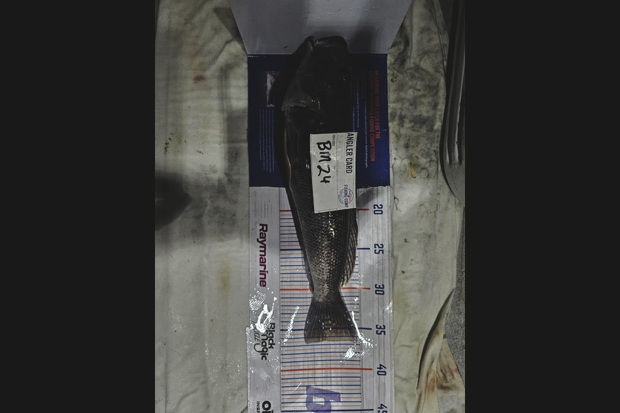 Phillip Rose caught this 36.5cm Blue Cod at Nelson/Marlborough during The Hirepool Baitmates Fishing Comp