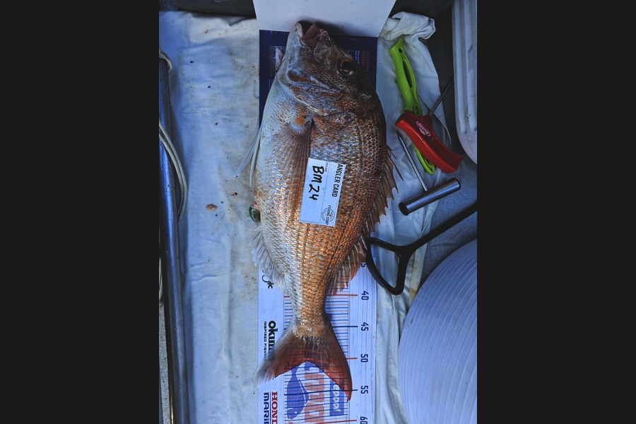 Phillip Rose caught this 50.0cm Snapper at Nelson/Marlborough during The Hirepool Baitmates Fishing Comp