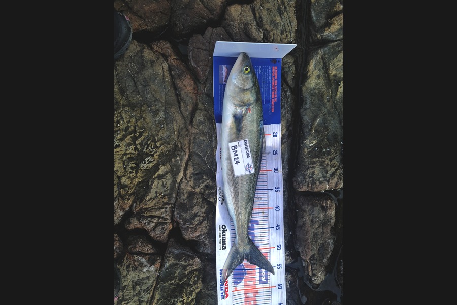 Carlana White caught this 52cm Kahawai at East Cape during The Hirepool Baitmates Fishing Comp