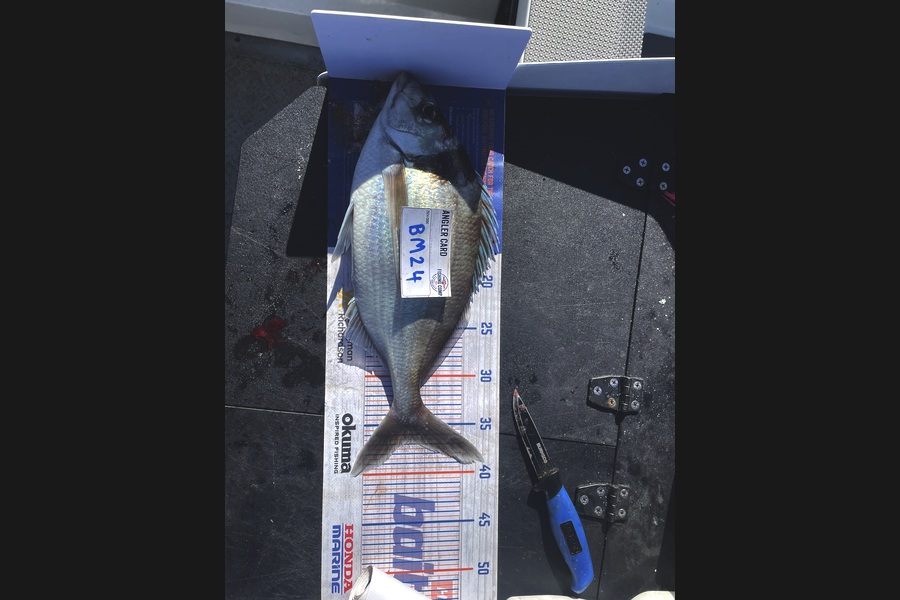 Rob Riley caught this 36.5cm Tarakihi at Nelson/Marlborough during The Hirepool Baitmates Fishing Comp
