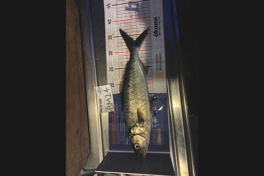 Shawn Beer caught this 33.0cm Kahawai at Coromandel during The Hirepool Baitmates Fishing Comp