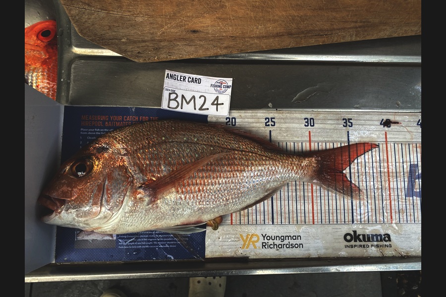 Shawn Beer caught this 34.0cm Snapper at Coromandel during The Hirepool Baitmates Fishing Comp