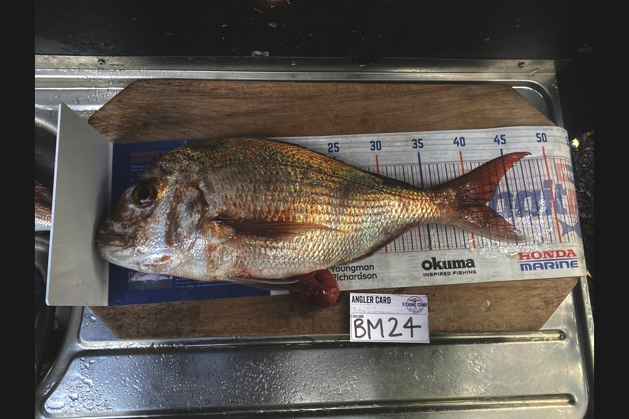 Shawn Beer caught this 42.0cm Snapper at Coromandel during The Hirepool Baitmates Fishing Comp