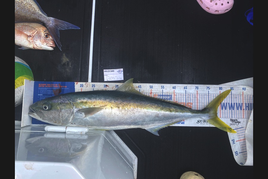 Shawn Beer caught this 78.5cm Kingfish at Coromandel during The Hirepool Baitmates Fishing Comp