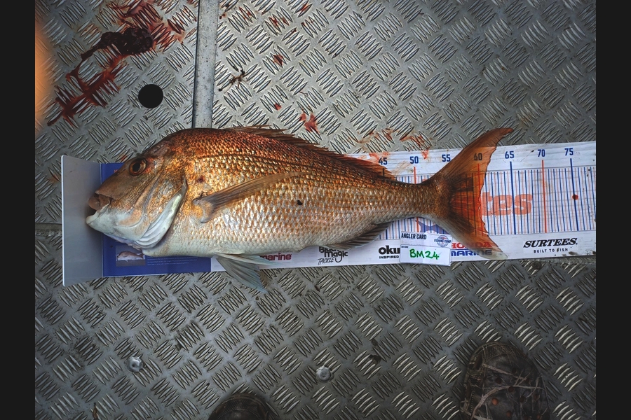 Grant Farmer caught this 60.0cm Snapper at Auckland during The Hirepool Baitmates Fishing Comp