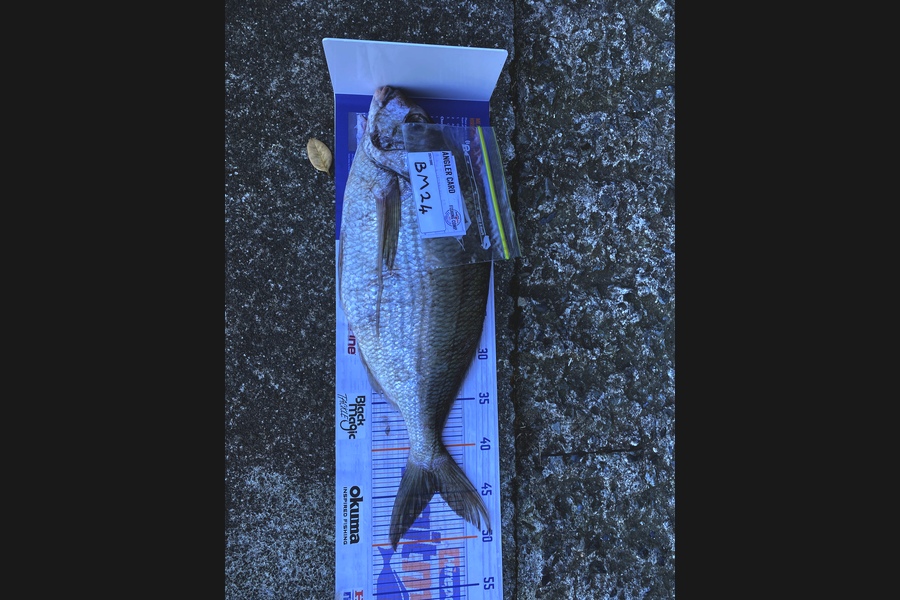 Scott Marriott caught this 44.5cm Tarakihi at Wellington during The Hirepool Baitmates Fishing Comp