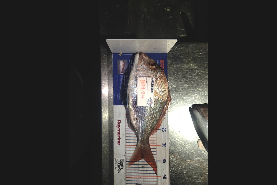 Ryder Pitcher caught this 34.0cm Snapper at Coromandel during The Hirepool Baitmates Fishing Comp