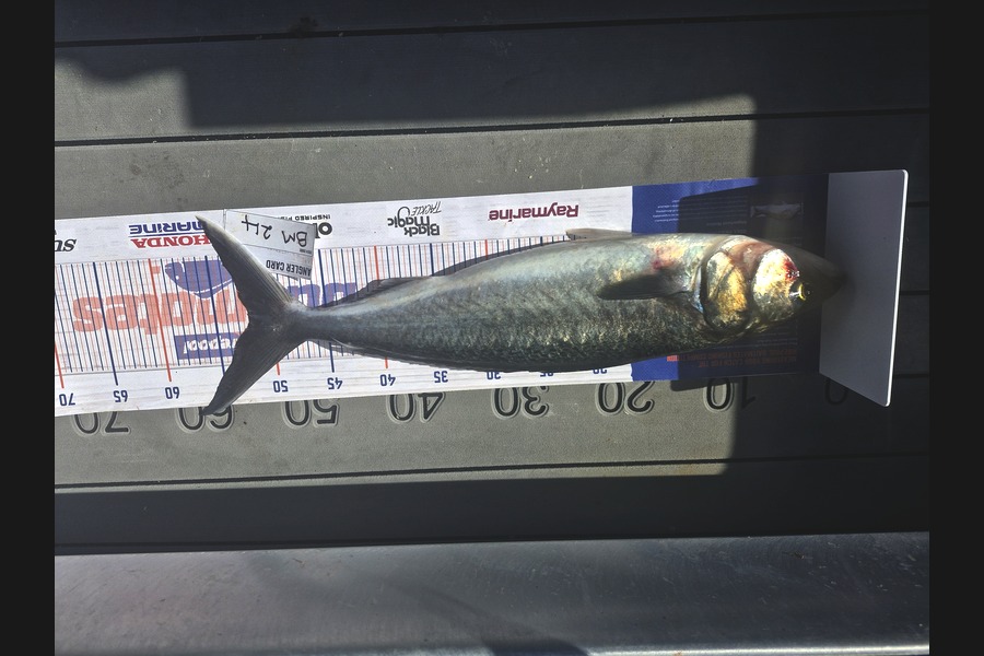 Donna Clarkson caught this 51.0cm Kahawai at Bay of Plenty during The Hirepool Baitmates Fishing Comp
