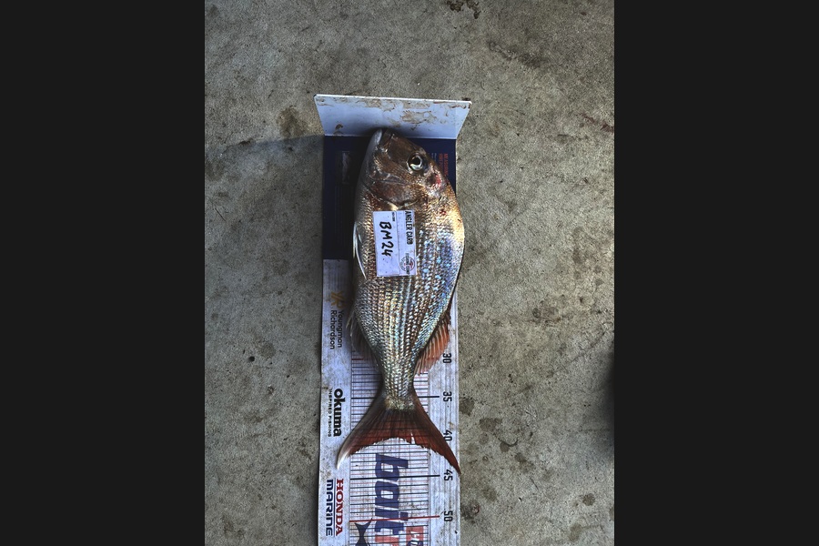David Hayman caught this 40.0cm Snapper at Taranaki during The Hirepool Baitmates Fishing Comp