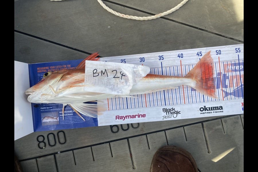 David Monagan caught this 48.0cm Gurnard at Hawkes Bay during The Hirepool Baitmates Fishing Comp