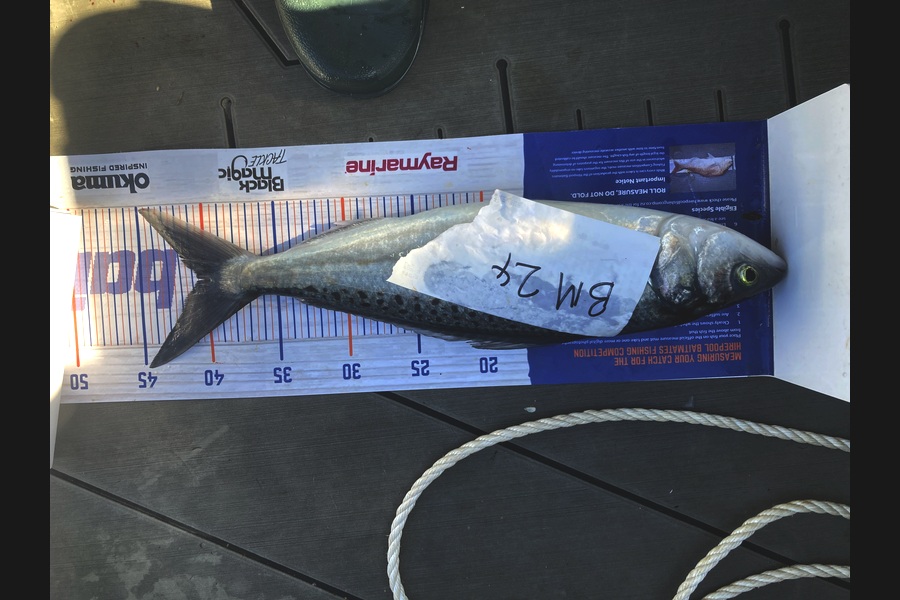 David Monagan caught this 40.5cm Kahawai at Hawkes Bay during The Hirepool Baitmates Fishing Comp