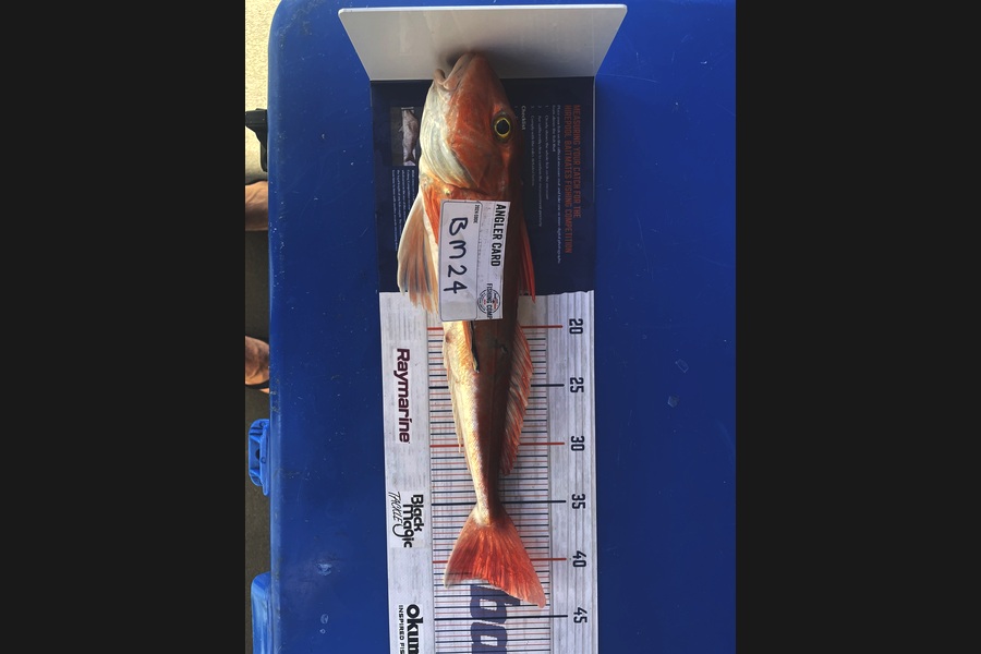 Wade Callander caught this 41.0cm Gurnard at Taranaki during The Hirepool Baitmates Fishing Comp