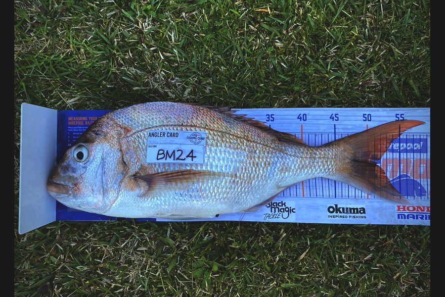 Benjamin  Crowle caught this 51.5cm Snapper at Auckland during The Hirepool Baitmates Fishing Comp