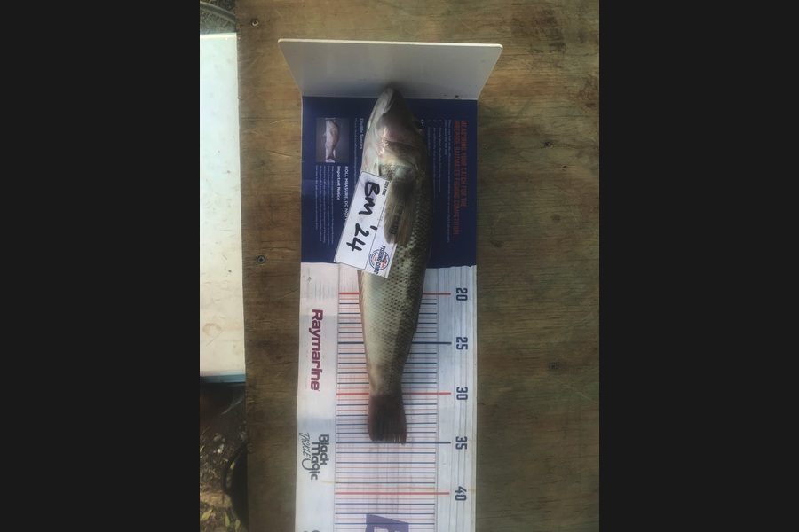 Josh Bolton caught this 35.0cm Blue Cod at Wellington during The Hirepool Baitmates Fishing Comp