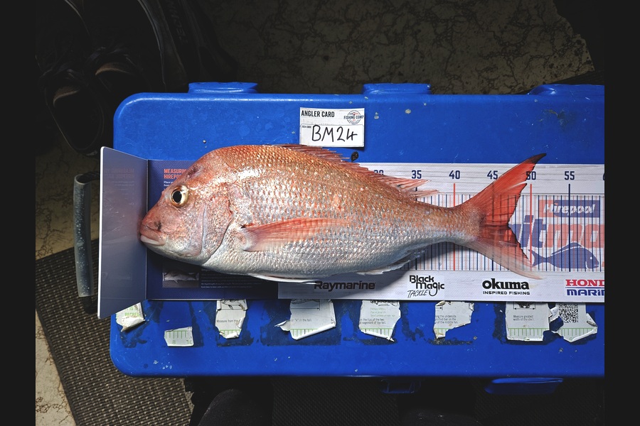 James Charteris caught this 47.0cm Snapper at Coromandel during The Hirepool Baitmates Fishing Comp
