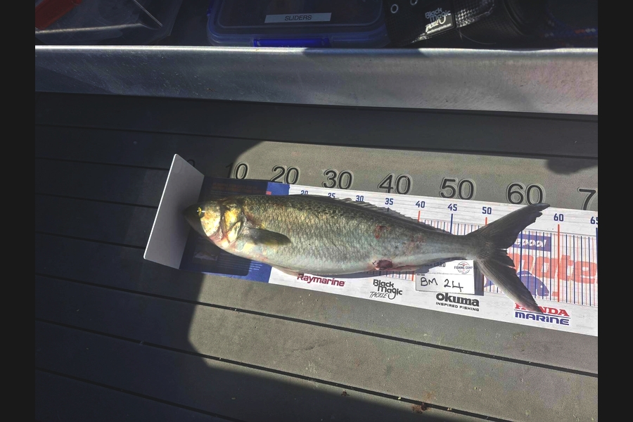 Sean Clarkson caught this 53.0cm Kahawai at Bay of Plenty during The Hirepool Baitmates Fishing Comp