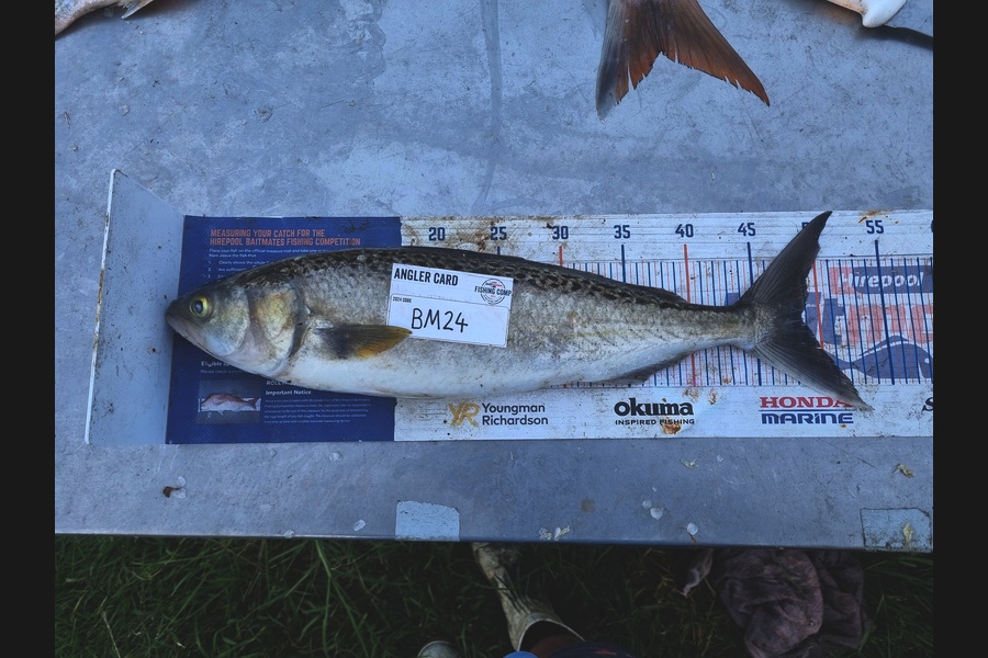 Jayden Emtage caught this 48.5cm Kahawai at Northland during The Hirepool Baitmates Fishing Comp