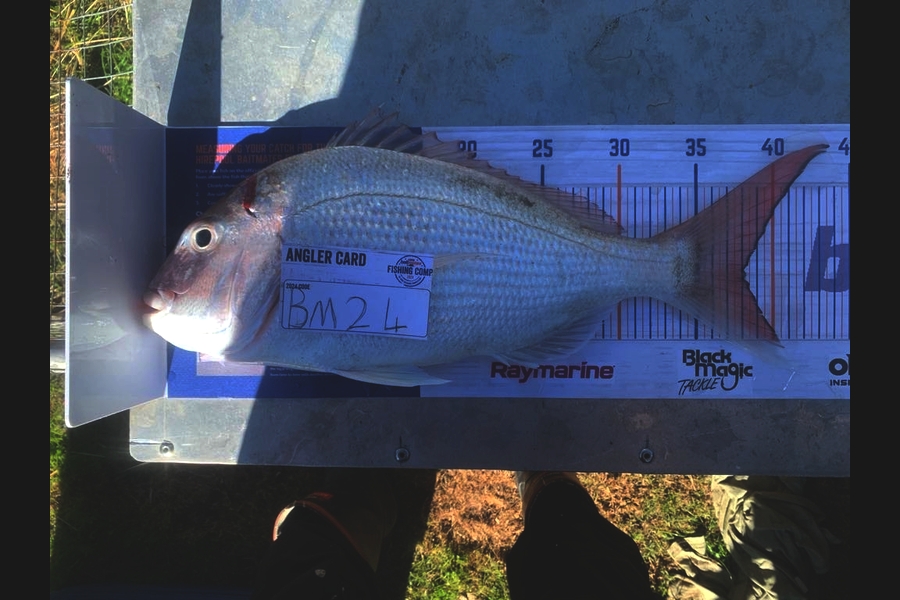 James Van den brand caught this 38.0cm Snapper at Taranaki during The Hirepool Baitmates Fishing Comp