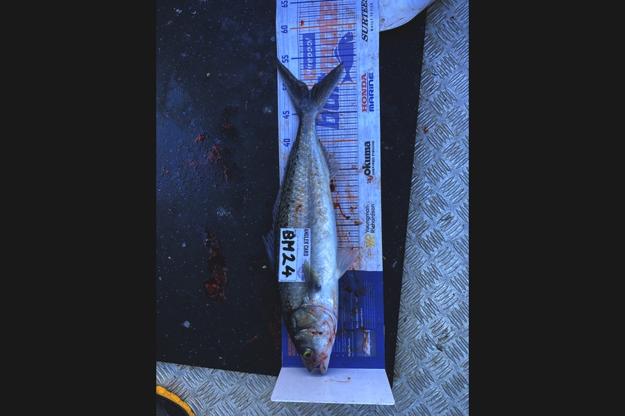 Jeremy McKibbin caught this 49.0cm Kahawai at Wellington during The Hirepool Baitmates Fishing Comp