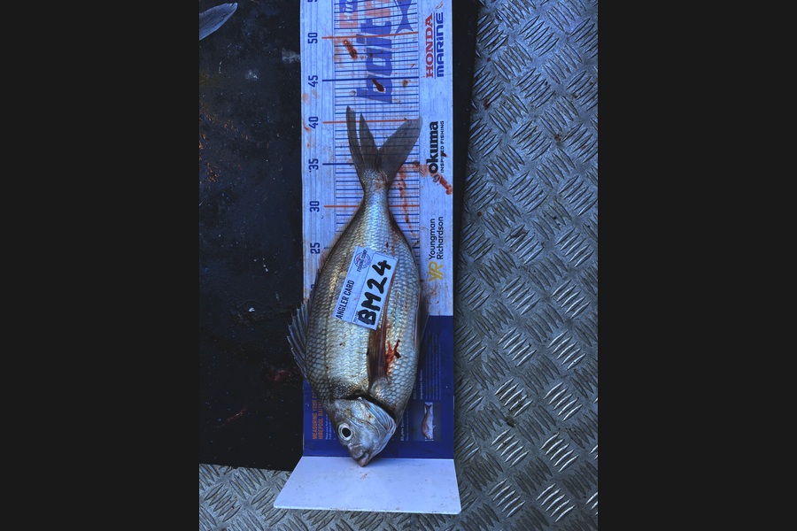 Jeremy McKibbin caught this 36.0cm Tarakihi at Wellington during The Hirepool Baitmates Fishing Comp