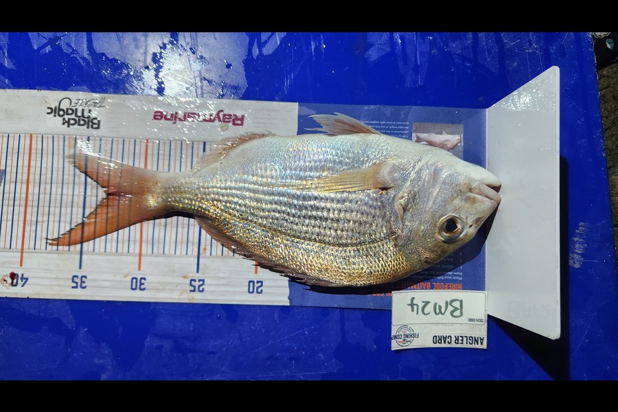 Clint Sturge caught this 33.0cm Snapper at Northland during The Hirepool Baitmates Fishing Comp