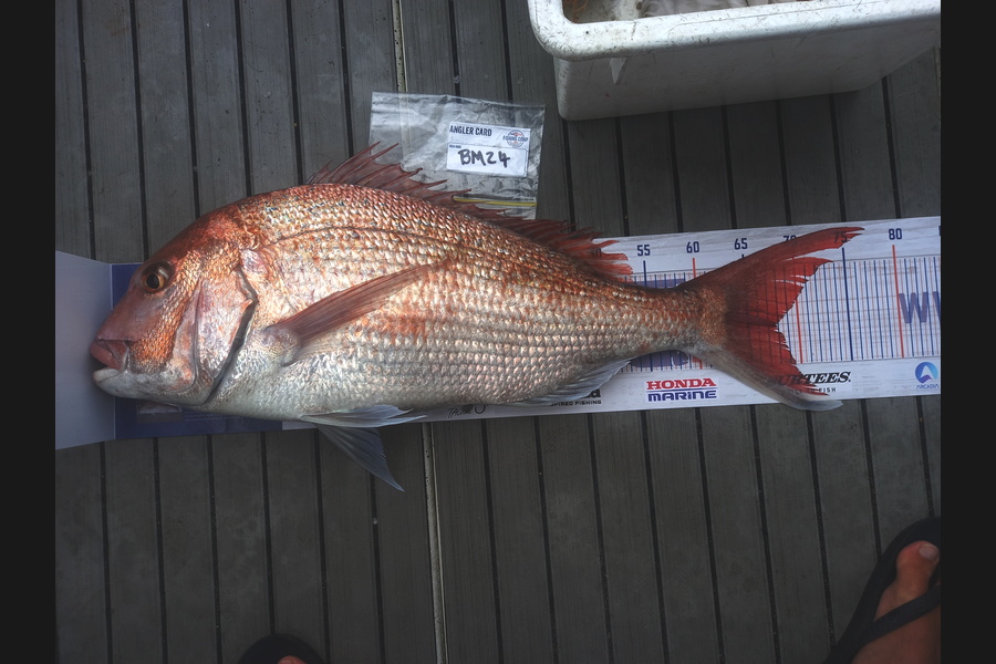 rameka martin caught this 67.5cm Snapper at Wellington during The Hirepool Baitmates Fishing Comp