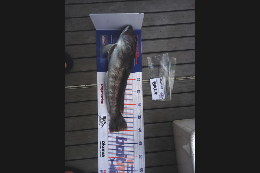 rameka martin caught this 40.0cm Blue Cod at Wellington during The Hirepool Baitmates Fishing Comp