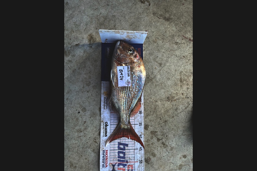 Alan Willson caught this 40.0cm Snapper at Taranaki during The Hirepool Baitmates Fishing Comp