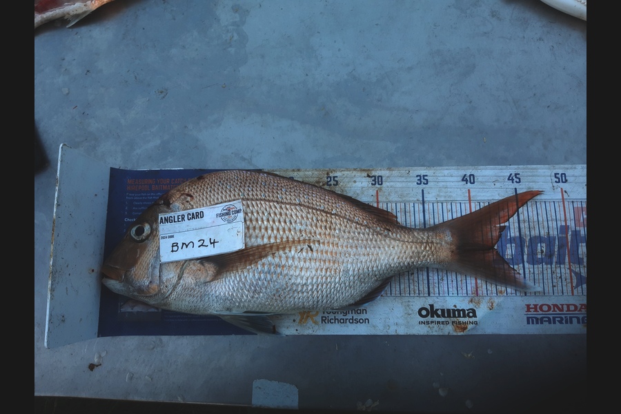 Clinton Emtage caught this 41.5cm Snapper at Northland during The Hirepool Baitmates Fishing Comp