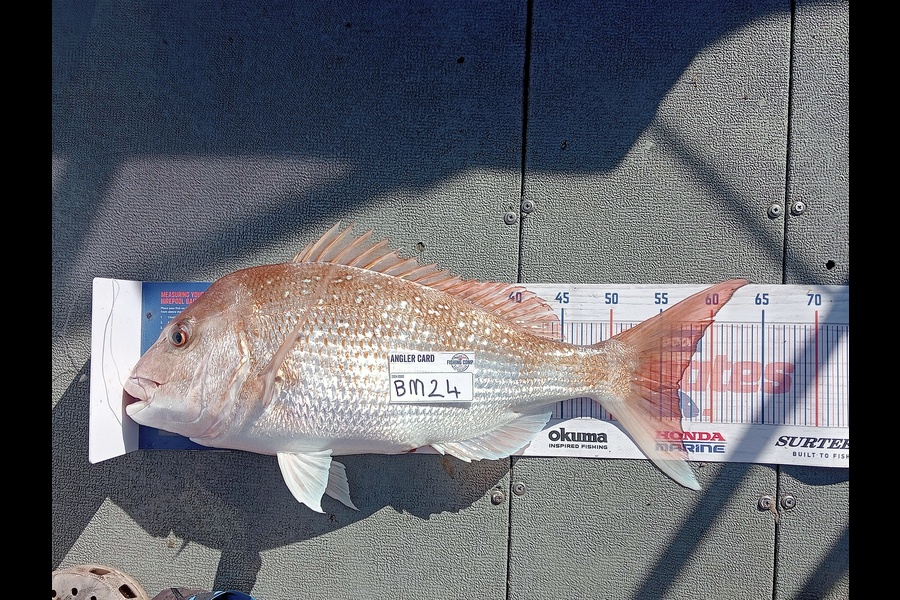 Ray Rawiri caught this 56.5cm Snapper at Auckland during The Hirepool Baitmates Fishing Comp