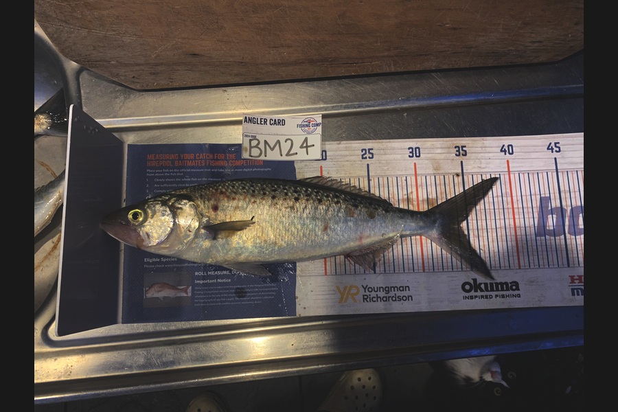 Melissa Mobbs caught this 34.0cm Kahawai at Coromandel during The Hirepool Baitmates Fishing Comp