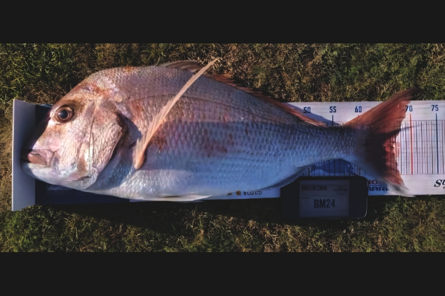 Dave Nicholls caught this 66.5cm Snapper at Manawatu during The Hirepool Baitmates Fishing Comp