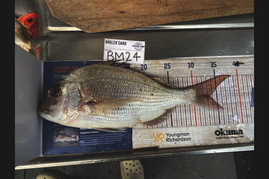 Melissa Mobbs caught this 33.5cm Snapper at Coromandel during The Hirepool Baitmates Fishing Comp