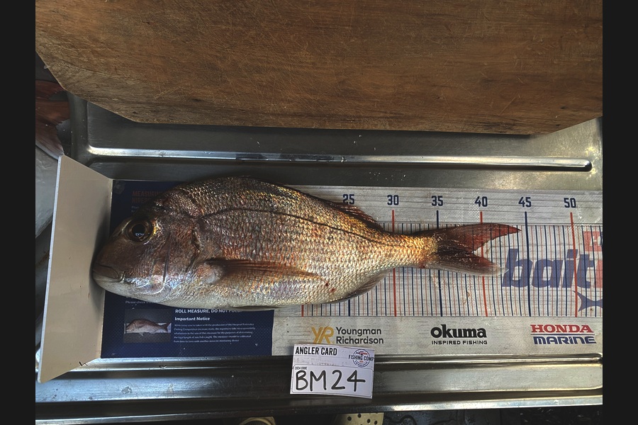 Melissa Mobbs caught this 38.5cm Snapper at Coromandel during The Hirepool Baitmates Fishing Comp