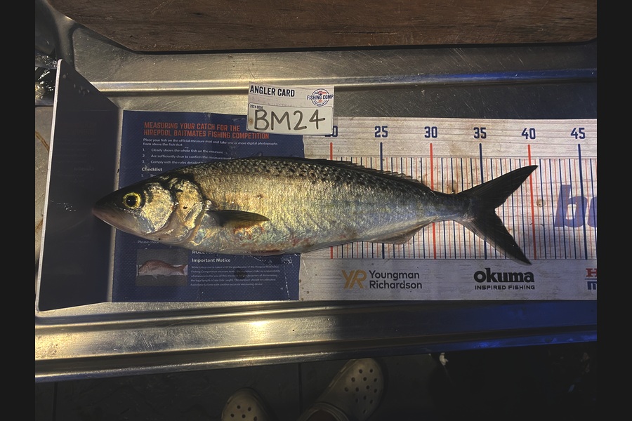 Jimmy Beer caught this 36.0cm Kahawai at Coromandel during The Hirepool Baitmates Fishing Comp
