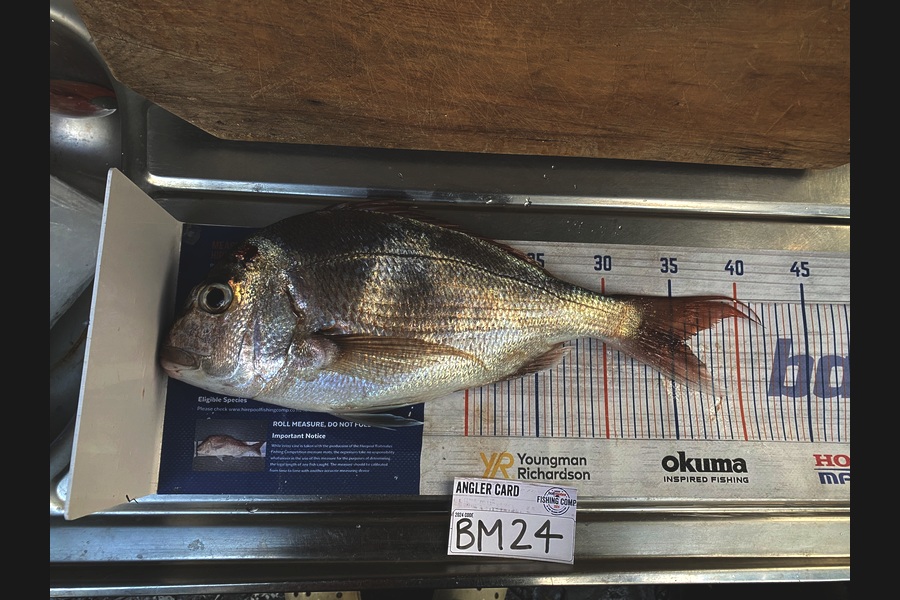 Jimmy Beer caught this 36.0cm Snapper at Coromandel during The Hirepool Baitmates Fishing Comp