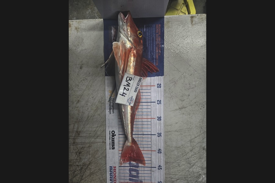 Shane Wilson caught this 43.5cm Gurnard at Hawkes Bay during The Hirepool Baitmates Fishing Comp