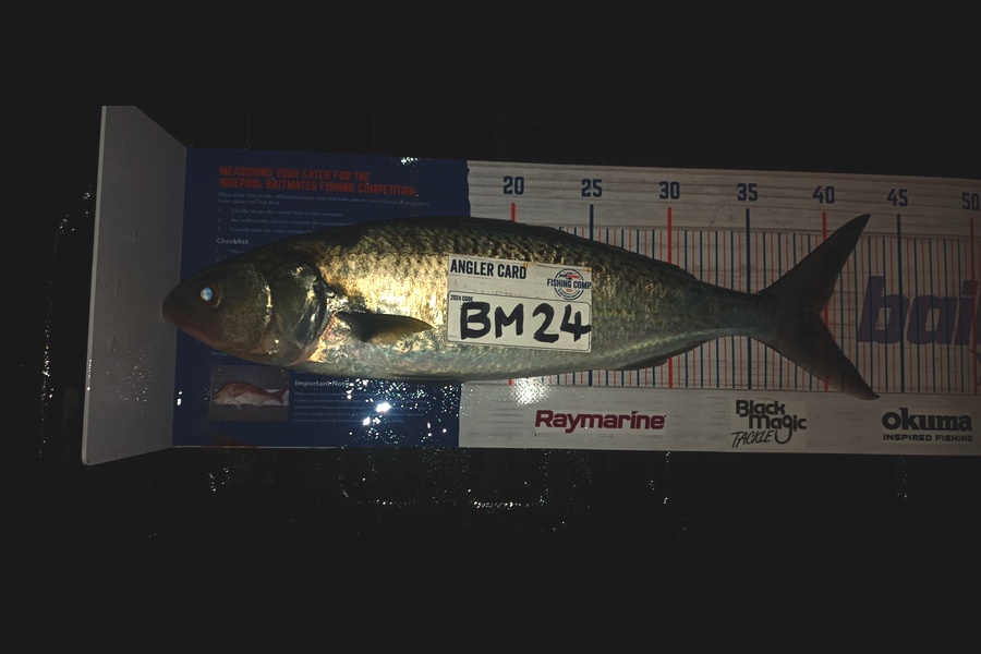 Mike Morphett caught this 39.5cm Kahawai at Northland during The Hirepool Baitmates Fishing Comp