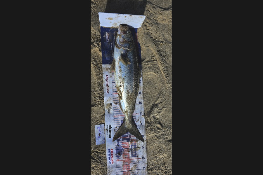 Rochelle Dunn caught this 47.5cm Kahawai at Northland during The Hirepool Baitmates Fishing Comp