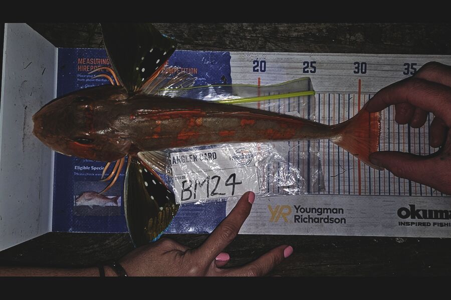 Troy Rae-Royle caught this 32.0cm Gurnard at Auckland during The Hirepool Baitmates Fishing Comp