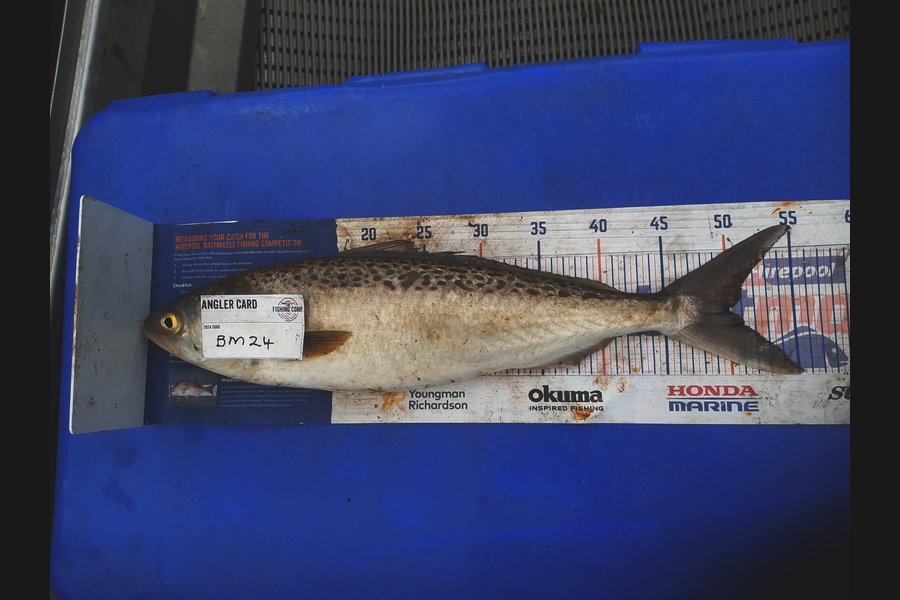 Clinton Emtage caught this 50.0cm Kahawai at Northland during The Hirepool Baitmates Fishing Comp