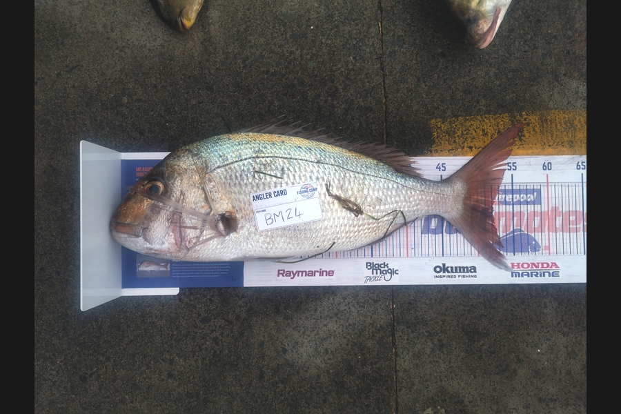 Genevieve Allan caught this 52.0cm Snapper at Northland during The Hirepool Baitmates Fishing Comp