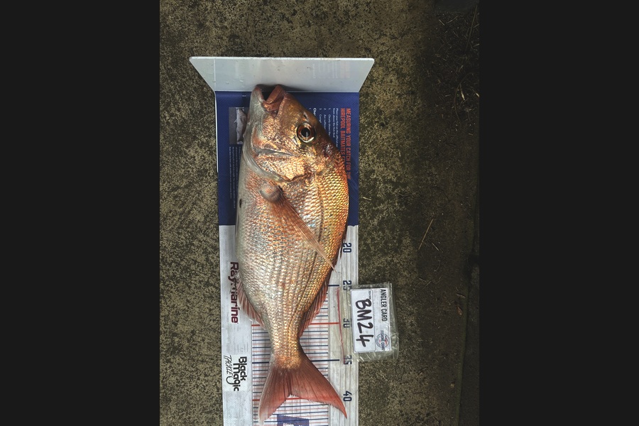 Scott Hodgetts caught this 39.5cm Snapper at Coromandel during The Hirepool Baitmates Fishing Comp