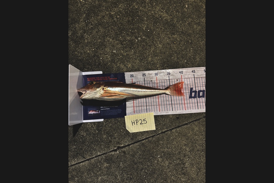Beau Danks caught this 39.0cm Gurnard at Hawkes Bay during The Hirepool Baitmates Fishing Comp