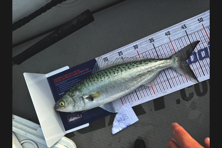 Beau Danks caught this 41.5cm Kahawai at Hawkes Bay during The Hirepool Baitmates Fishing Comp